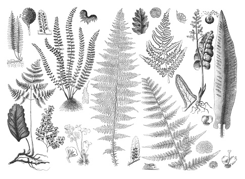 Vintage engraved illustration isolated on white background - Fern plants collection
