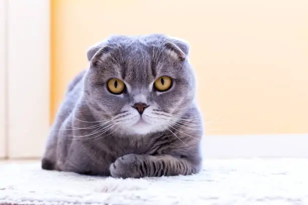 A gray Scottish Fold cat lies on the floor and stares intently. The look of the golden eyes will not leave anyone indifferent. Front view, copy space