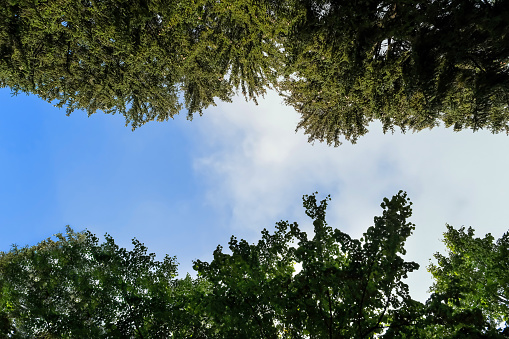 Looking up at the sky through trees