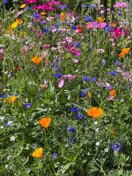 istock Flowers in a farm garden 1420092603