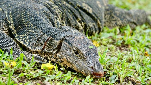istock Goanna, wild amphibian 1420094064