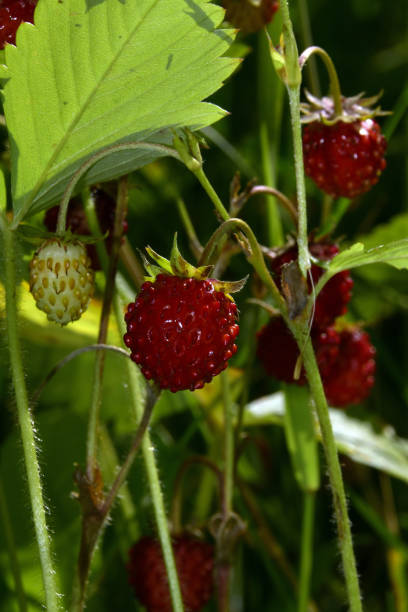 istock Ripe red berries of strawberries 1420094689