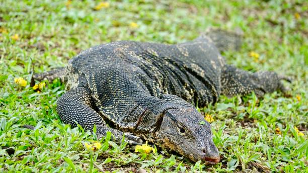 istock Goanna, wild amphibian 1420096863