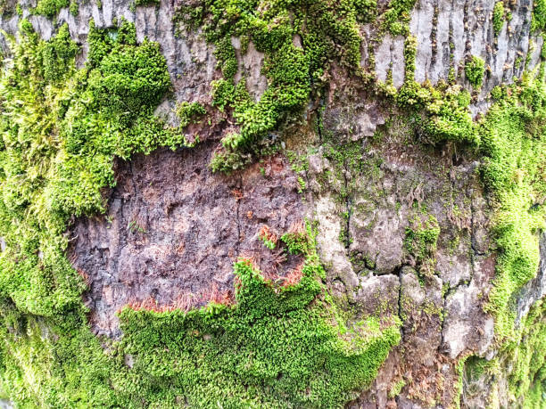 istock Green Mos plant on the tree for background and inspiration 1420098346