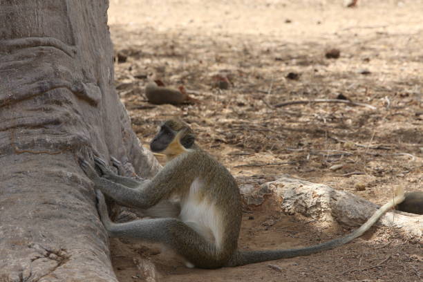 istock Wild monkey in Bandia reserve, Senegal, Africa. Green monkey, also known as sabaeus monkey - Old World monkey with golden-green fur and pale hands and feet. African animal, safari. Senegalese nature 1420098513