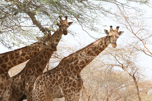 Kordofan giraffe (giraffa camelopardalis antiquorum) in Bandia reserve, Senegal, Africa. African animal, nature, Senegalese landscape. Safari in Africa.\nPhotographed on Canon EOS 5D Mark III.