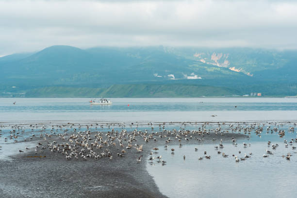 seagulls on the shallows at low tide against the backdrop of a sea bay with a foggy volcano in the distance, a landscape near the town of Yuzhno-Kurilsk on the island of Kunashir seagulls on the shallows at low tide against the backdrop of a sea bay with a foggy volcano in the distance, a landscape near the town of Yuzhno-Kurilsk on the island of Kunashir kunashir island stock pictures, royalty-free photos & images