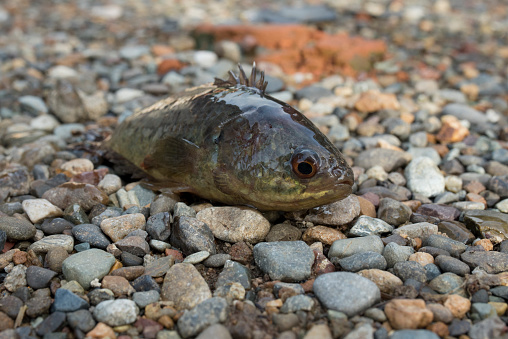 Betok fish (Anabas testudineus) on the mainland