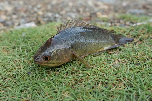 Photo of Betok fish (Anabas testudineus) on the mainland