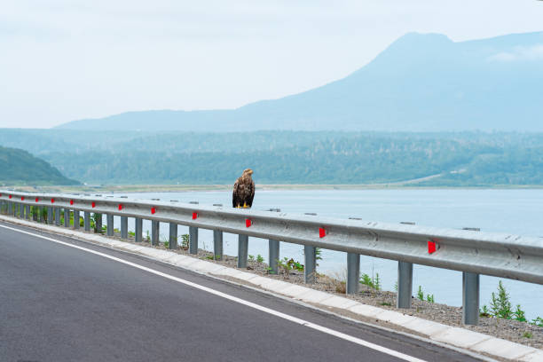 gray sea eagle sits on a traffic barrier on the edge of a coastal highway against the backdrop of a foggy bay, Kunashir Island gray sea eagle sits on a traffic barrier on the edge of a coastal highway against the backdrop of a foggy bay, Kunashir Island lough erne photos stock pictures, royalty-free photos & images