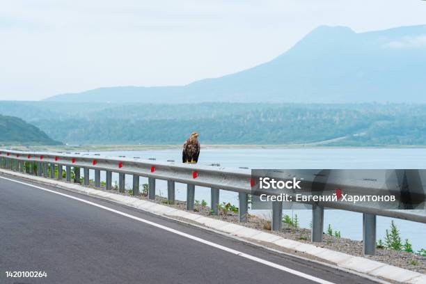 Gray Sea Eagle Sits On A Traffic Barrier On The Edge Of A Coastal Highway Against The Backdrop Of A Foggy Bay Kunashir Island Stock Photo - Download Image Now