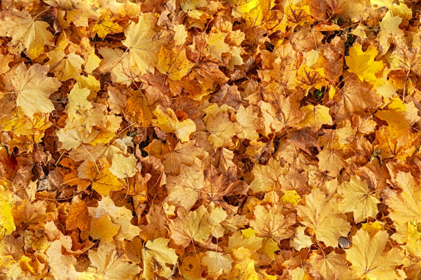 istock Seamless autumn leaves background 1420106858