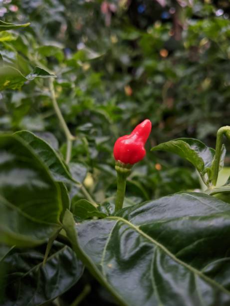 istock Close-up red chili pepper 1420108238