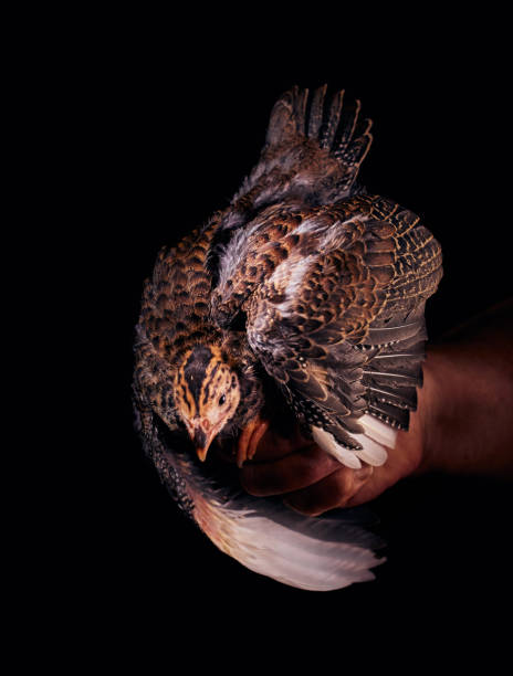 pisklę perliczki z rozłożonymi skrzydłami na dłoni - male animal vertebrate one animal guinea fowl zdjęcia i obrazy z banku zdjęć