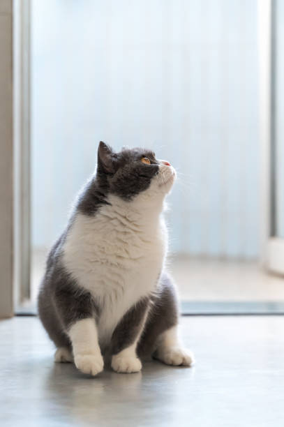 istock British Shorthair cat looking up 1420109081