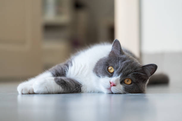 istock British Shorthair cat lying on the floor 1420109087