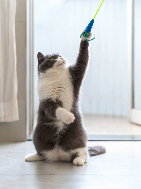 istock Play with the British Shorthair with a cat stick 1420109091