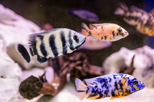 Blue Balloon Ram (Microgeophagus ramirezi) isolated in a fish tank with blurred background