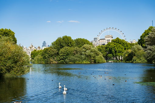 Easterly view from Blue Bridge across the lake with water fowl, summertime lush foliage, partial view of Millennium Wheel, and city skyline in background.