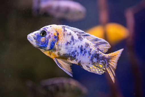 Tropical fish pets in domestic fish tank