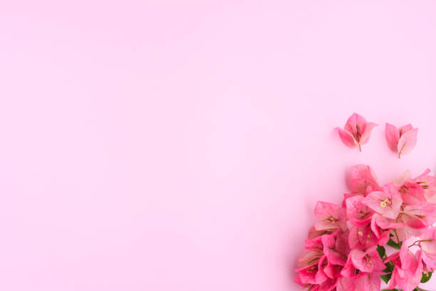 istock Decorative pink bougainvillea flowers on pink background 1420111096