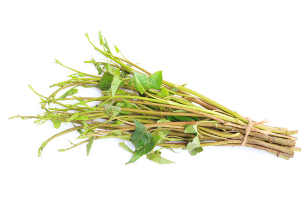 istock Fresh Water Spinach, Morning glory or Water Convolvulus isolated on White background 1420111273