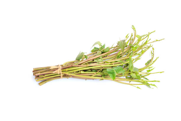istock Fresh Water Spinach, Morning glory or Water Convolvulus isolated on White background 1420111276