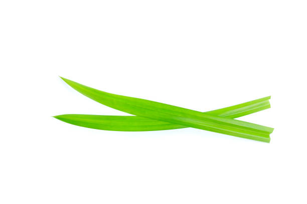 istock Fresh green pandan leaves isolated on white background 1420111294