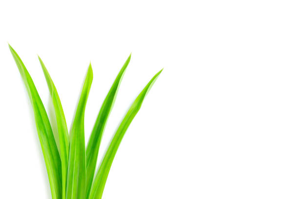istock Fresh green pandan leaves isolated on white background 1420111318