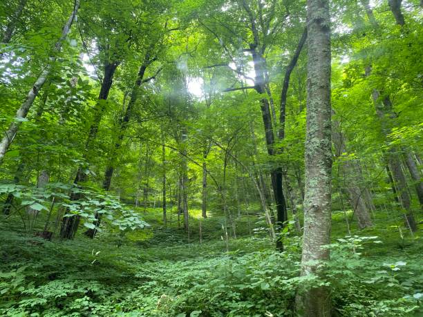 istock Beauty in the Smoky Mountains 1420112006