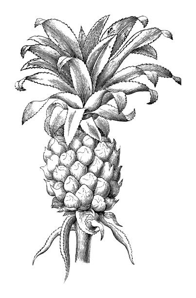 Pineapple plant (Ananas comosus) - vintage engraved illustration isolated on white background Vintage engraved illustration isolated on white background - Pineapple plant (Ananas comosus) ananas stock illustrations