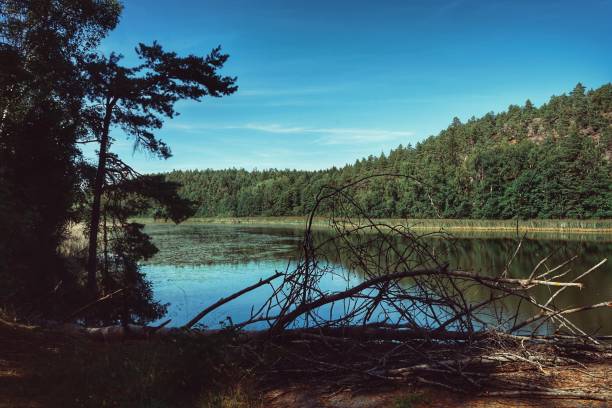 istock scenic view of lake in forest against sky 1420114444