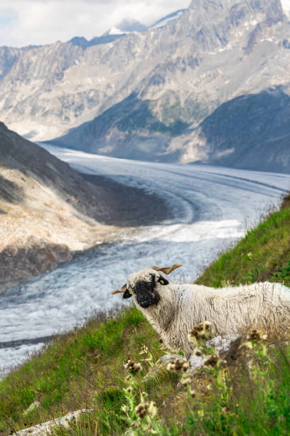 Blacknose sheep by the Aletsch Glacier stock photo