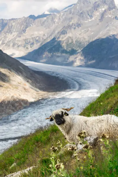 Bettmeralp, Switzerland - Jul 23, 2022: Blacknose sheep by the Aletsch Glacier in Jungfrau region, Switzerland.