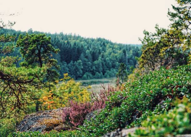 scenic view of forest against clear sky