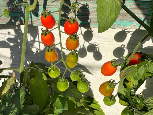 istock Cherry tomatoes growth in vegetable garden. Solanum lycopersicum var. cerasiforme. 1420116689