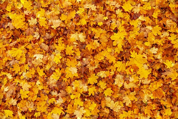 Seamless autumn leaves background stock photo