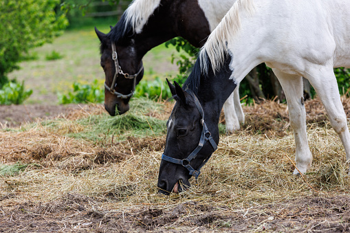 two horses in a paddock eat hay from the ground, at summer day - closeup with selective focus.