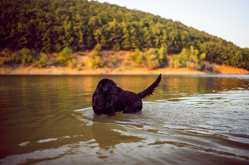 Black Labrador swimming in the lake