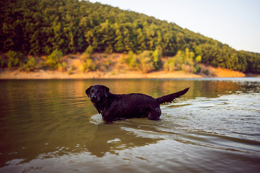 Black Labrador swimming in the lake