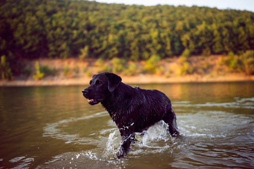 Black Labrador running in the lake