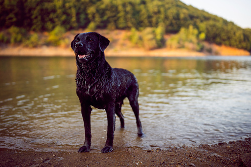 Portrait of a Labrador Retriever dog on an isolated black background. The picture was taken in a photo Studio.