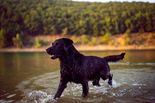 Cheerful healthy Labrador dog throws himself into the water for a stick