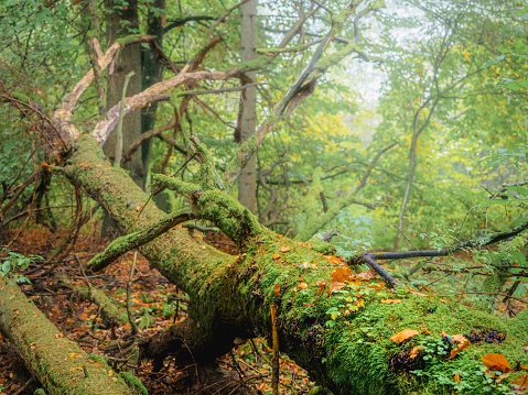 fallen tree trunk in a deep foggy forest in autumn season