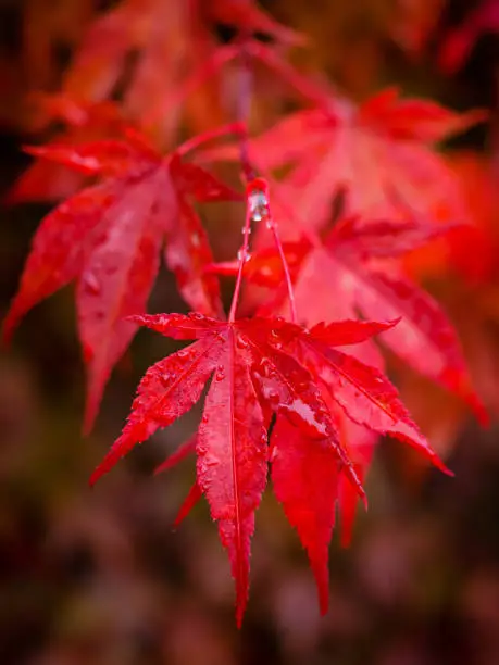 Photo of red maple tree leaves , close up photo of beautiful red autumn foliage