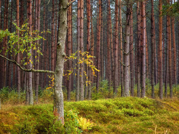 solitudine albero deciduo in una pineta - pine tree in a row forest solitude foto e immagini stock