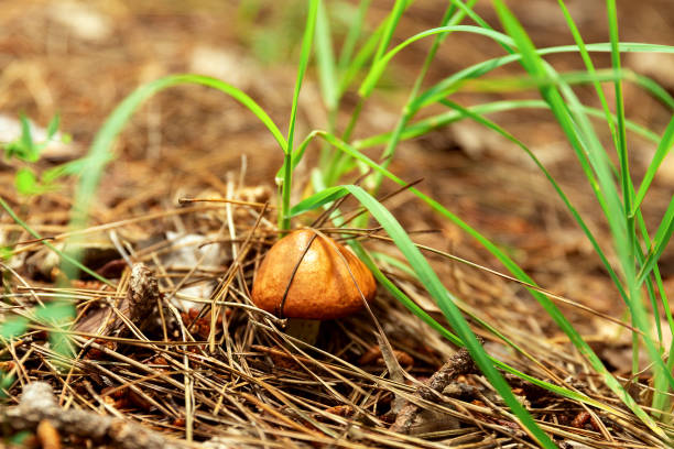 istock A small mushroom grows in the grass. 1420126684