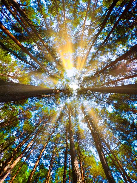 Low angle view of trees outdoors in the nature illuminated with bright sun rays.