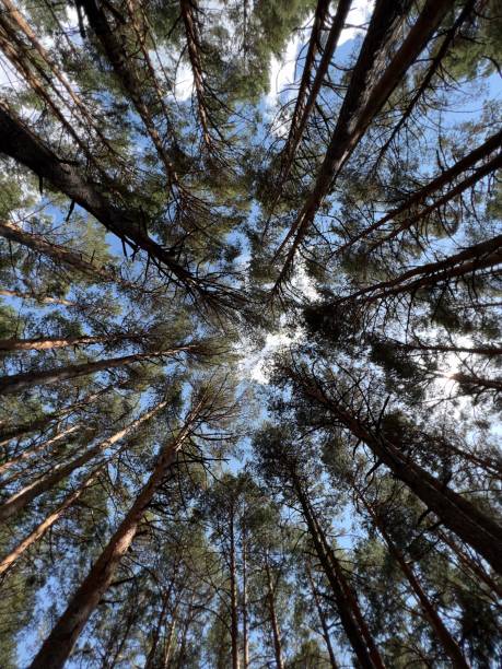 Low angle view of tall trees in the forest.