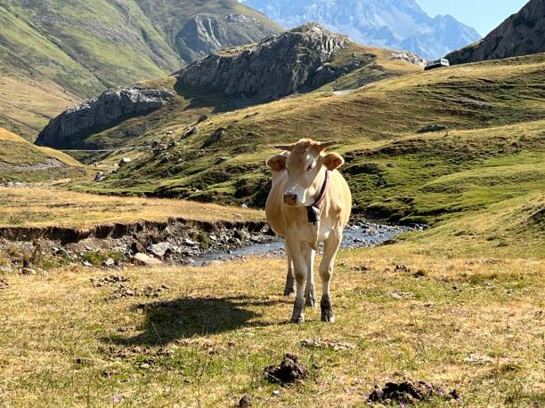 istock Cow standing outdoors in mountain valley. 1420126932